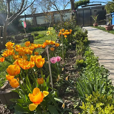 Casa Yva Black Sea Konukevi 4*